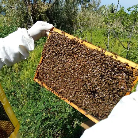 Antica Tenuta בית חווה גאליפולי